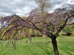 149 PARC ORIENTAL DE MAULEVIER MAINE ET LOIRE 2016 N0_000042